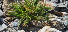 Trisetum spicatum