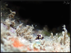 Colpodaspis thompsoni