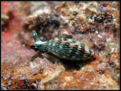Thuridilla gracilis