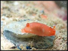 Dendrodoris fumata