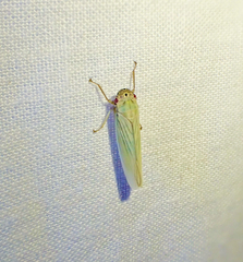 Cofana spectra