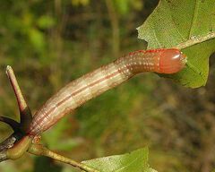 Peridea angulosa