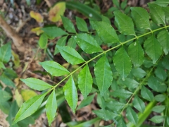 Zanthoxylum scandens
