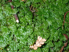 Hymenophyton flabellatum