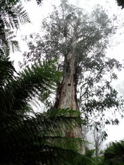 Eucalyptus nitens