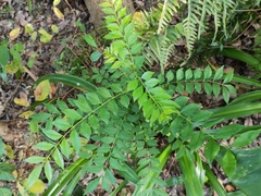 Zanthoxylum scandens