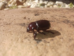 Pentodontini