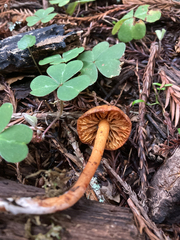 Rhodophana nitellina