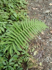 Pseudocyclosorus esquirolii