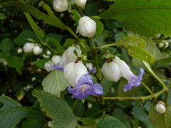 Strobilanthes heyneana