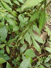 Pseudocyclosorus esquirolii