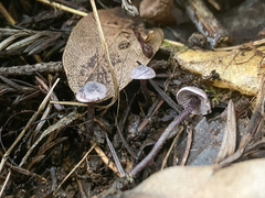 Pseudobaeospora stevensii