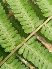 Pseudocyclosorus esquirolii