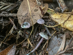 Pseudobaeospora stevensii
