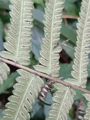Pseudocyclosorus esquirolii