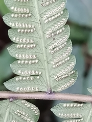 Pseudocyclosorus esquirolii