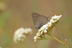Satyrium sylvinus