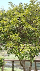 Syzygium euphlebium