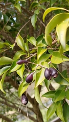 Syzygium euphlebium
