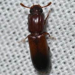 Aulonium tuberculatum