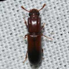 Aulonium tuberculatum
