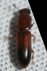 Aulonium tuberculatum
