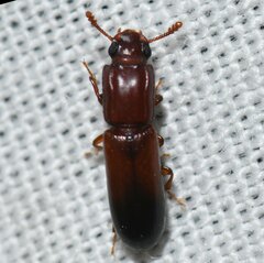 Aulonium tuberculatum