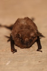 Coleura afra