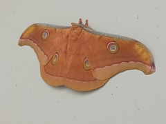 Antheraea paphia