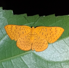 Emesis fatimella nobilata