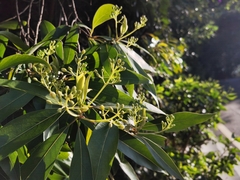Machilus