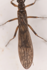 Leuctridae