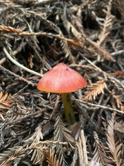 Hygrocybe singeri