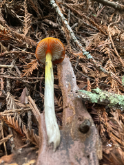 Hygrocybe singeri