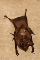 Coleura afra