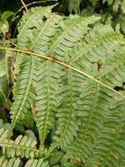 Pteris wallichiana