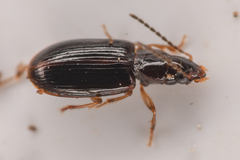 Stenolophini