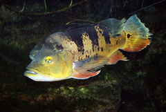 Butterfly Peacock Bass photo 3