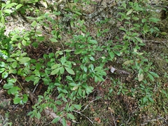 Coprosma foetidissima