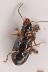 Stenolophini