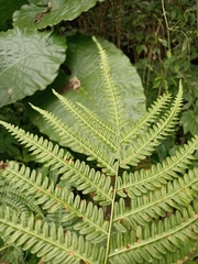 Pteris wallichiana