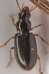 Stenolophini