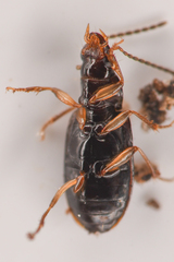 Stenolophini