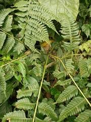 Pteris wallichiana