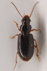 Stenolophini