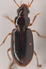 Stenolophini