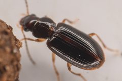 Stenolophini