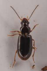 Stenolophini
