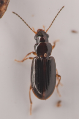 Stenolophini