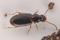 Stenolophini